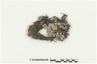 藏品(鹿兒島耳葉蘚)的圖片